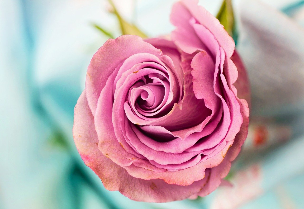 The A to Z of Mothers Day in Italy