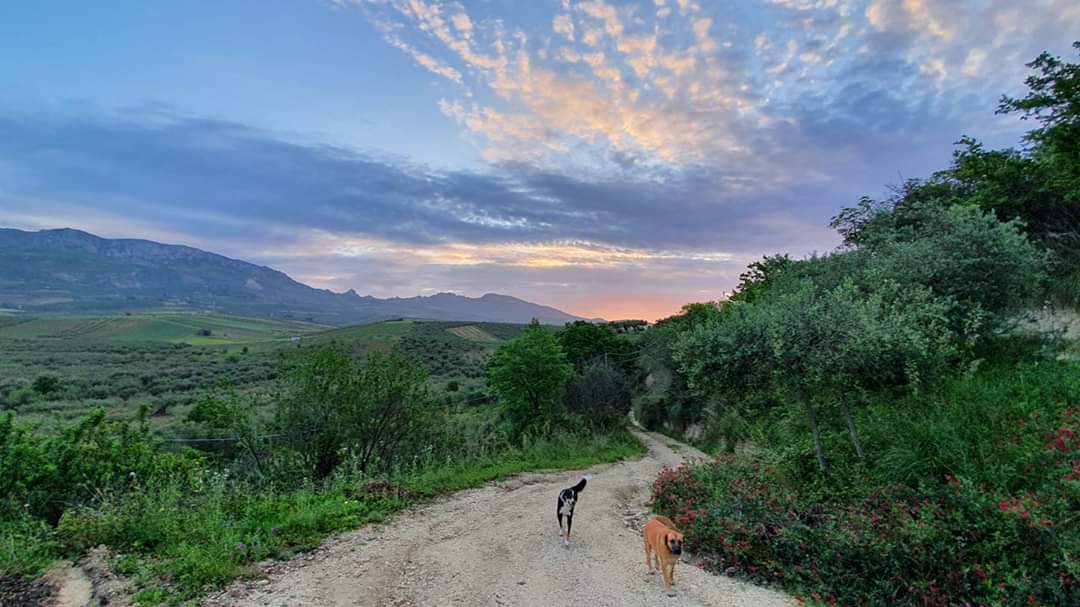 Introducing Villa Lucchese
