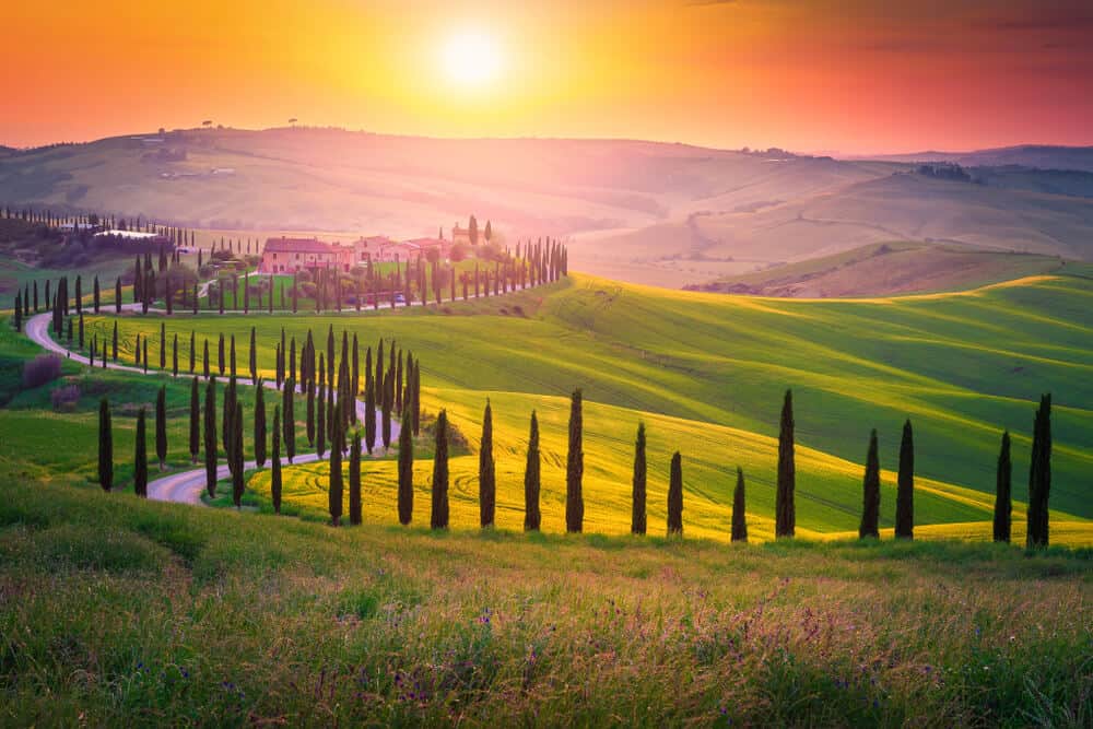 Cypress trees leading to a villa in Tuscany at sunset