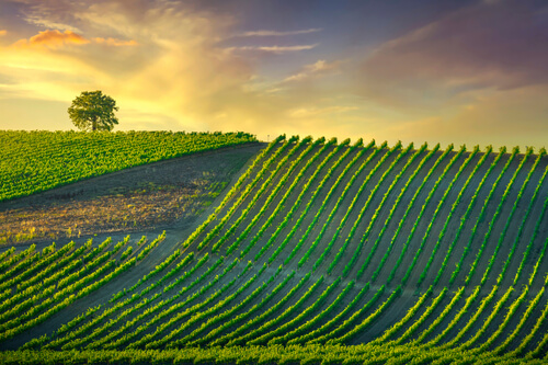 Chianti villas