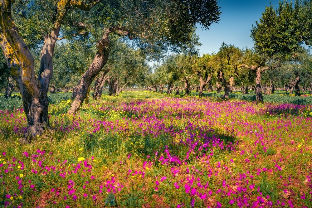 Sicily travel guide